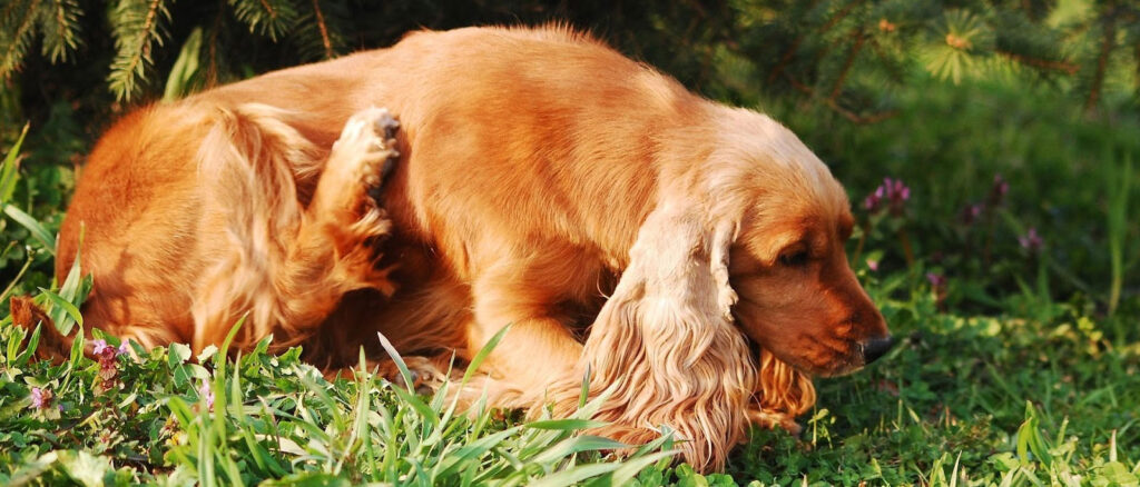 Home Remedies for Dog Skin Allergies