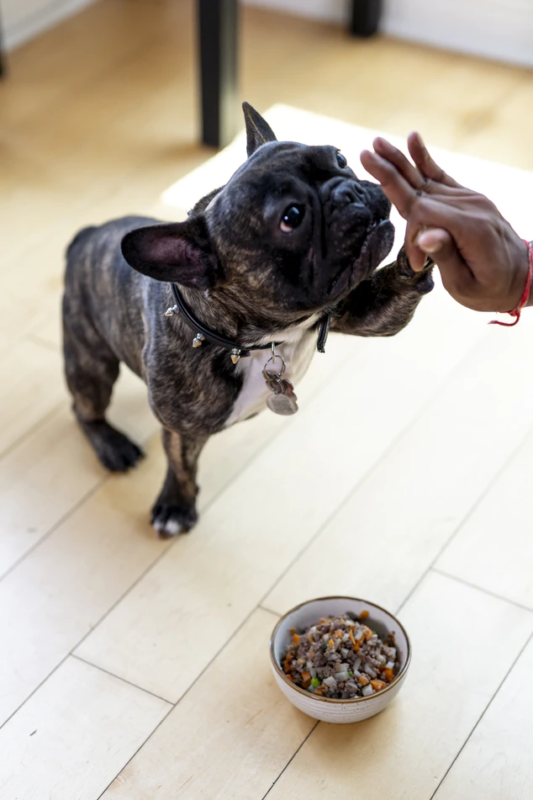 A dog receiving a bland diet because of an episode of diarrhea. 