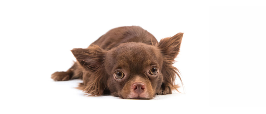 CBD for Anxiety and Stress in Pets - Penelope's Bloom Pet CBD