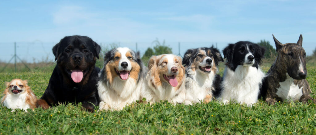 CBD for Dogs: Exploring the Benefits of CBD for Your Dog - Penelopes Bloom CBD