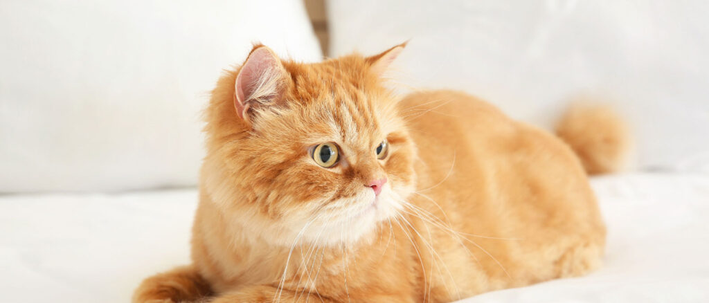 How CBD helps cats? - Penelop's Bloom Pet CBD