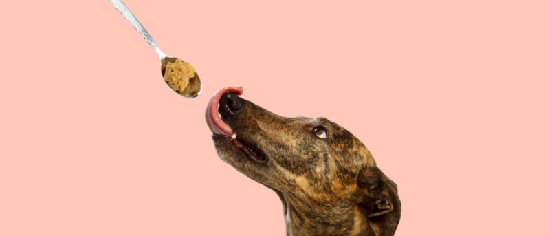 Why Peanut Butter CBD for Dogs is Awesome - Penelope's Bloom Pet CBD
