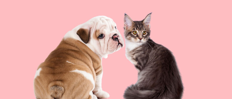 CBD for Pets: 4 Ways to Introduce Your Pet to CBD