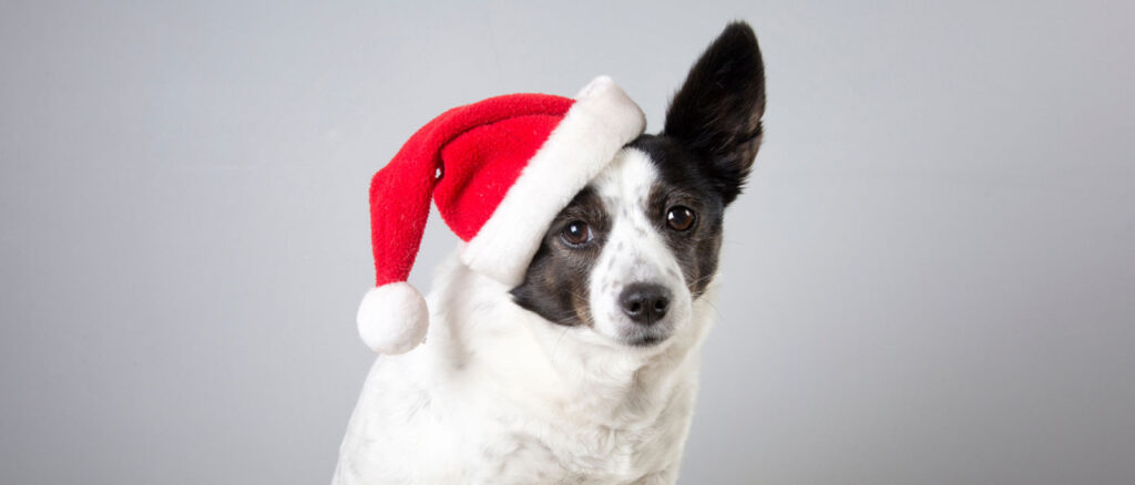 CBD Gifts for Pets: Holiday Guide for Dogs & Cats - Penelope's Bloom