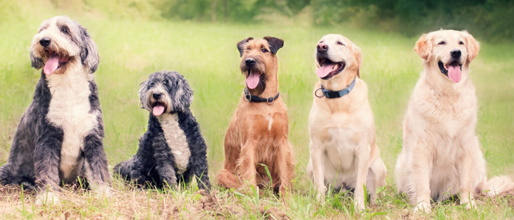 CBD for Dogs: 4 Signs Your Dog Needs CBD - Penelop's Bloom