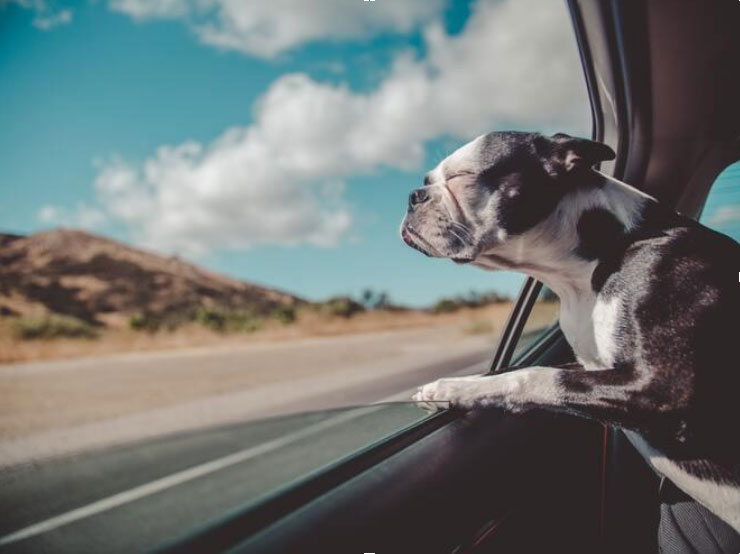 Your Pet Gets Shaky During Car Rides - Penelope's Bloom PET CBD