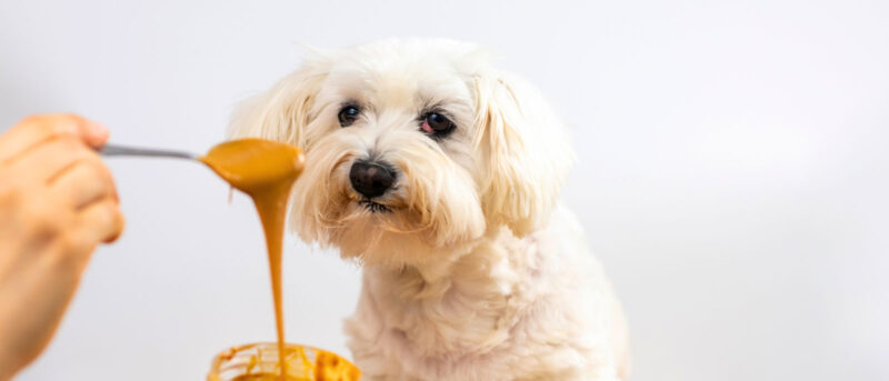 3 Easy Peanut Butter CBD Treat Recipes for Your Dog - Penelope's Bloom Pet CBD