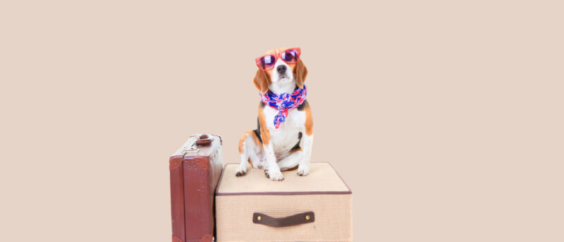 How to Travel with Nervous Pets - Penelope's Bloom Pet CBD