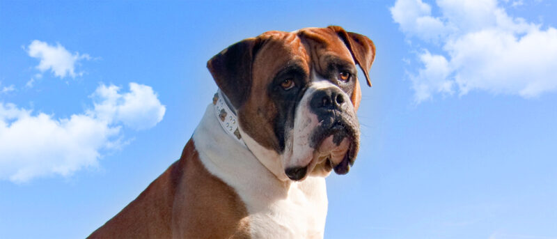 Penelope's Bloom: American Bulldog Dog Breed Temperament Personality FAQ Guide
