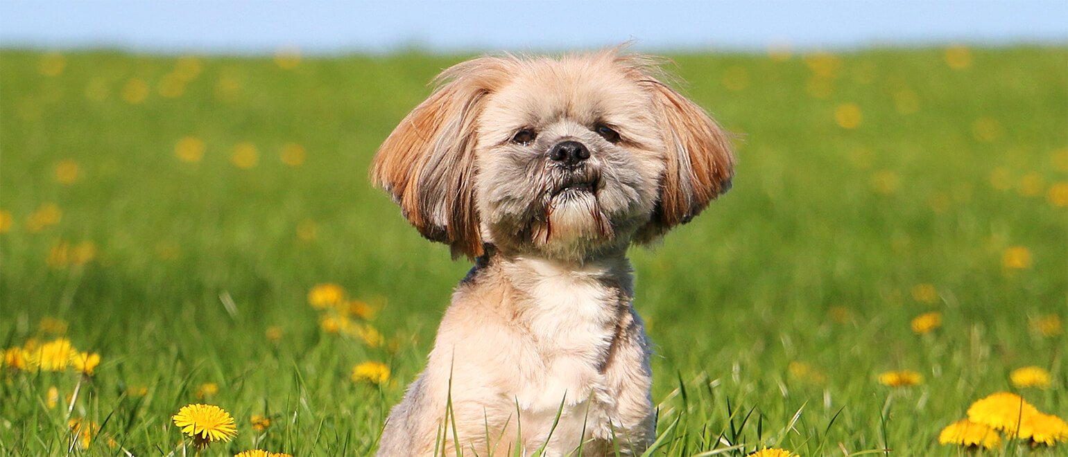 Lhasa Apso Dog Breed Temperament, Personality, and FAQ Guide - Penelope ...