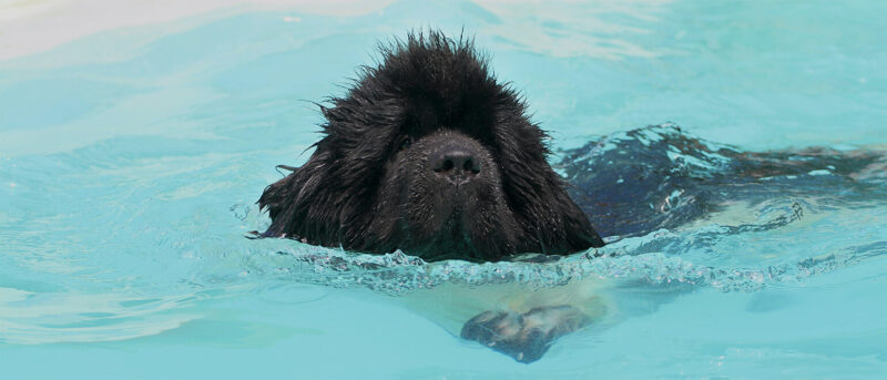 Penelope's Bloom: Newfoundland Dog: All About This Giant, Lovable Breed
