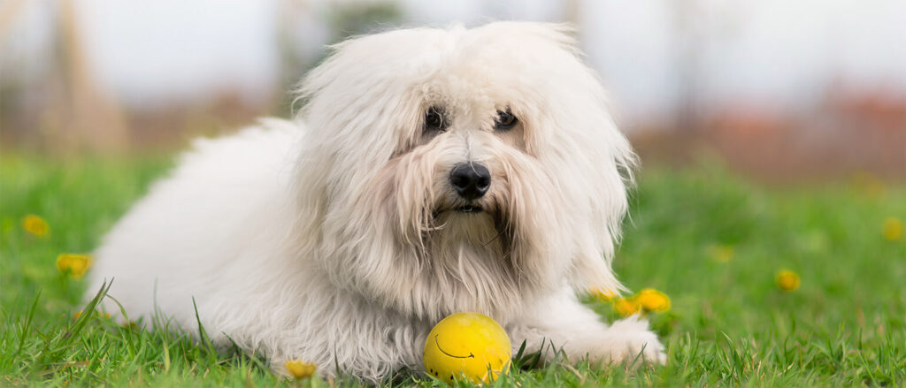 Penelope's Bloom Pet CBD: A Guide toCoton de Tulear Dog