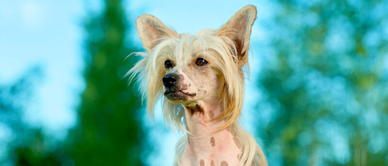 Penelope's Bloom Pet CBD: Chinese Crested Dog Breed Guide