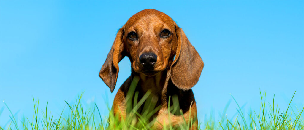 Penelope's Bloom Pet CBD: Dachshund Dog Breed Guide