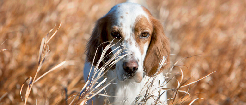 Penelope's Bloom Pet CBD: English Setter Dog Breed Guide