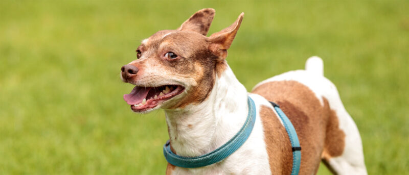 Penelope's Bloom: Rat Terrier Dog Breed Temperament and Personality