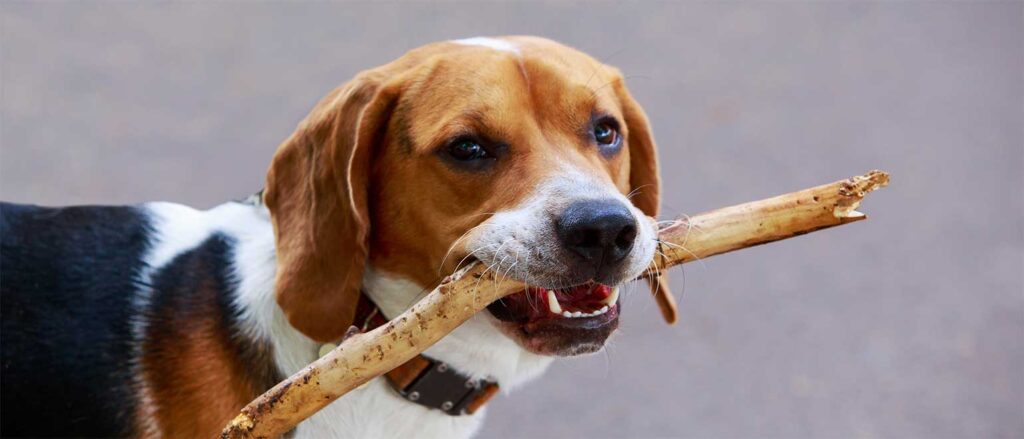 Penelope's Bloom Pet CBD - American Foxhound: The Complete Breed Guide