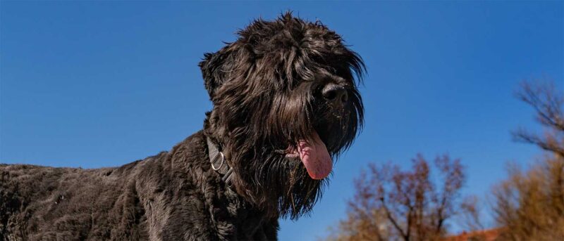Penelope's Bloom Pet CBD - Black Russian Terrier: A Full Breed Guide
