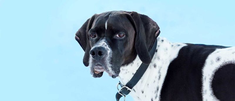 Penelope's Bloom Pet CBD: English Pointer Guide to the Impressive Game Hunter
