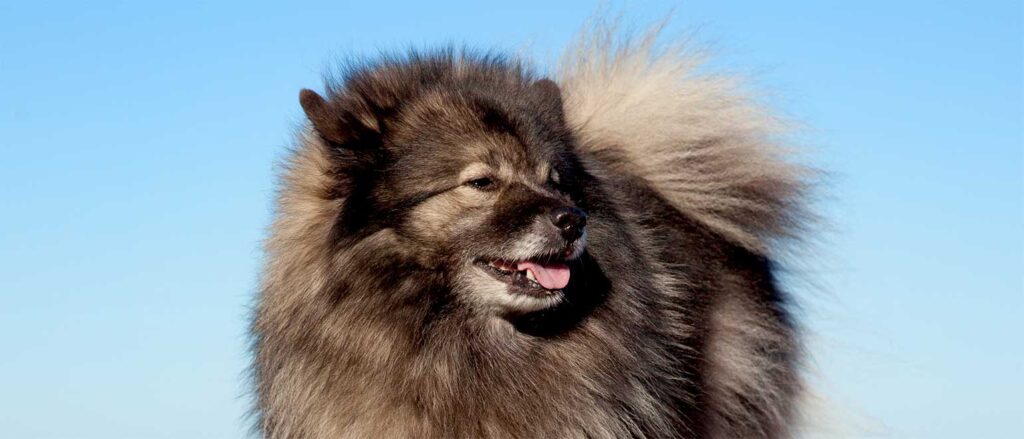 Penelope's Bloom Pet CBD: Keeshond Breed Guide to the Furry Bundle of Energy